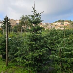 Abeto natural 200-225cm Enraizado