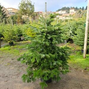 Abeto natural 150-175cm Enraizado