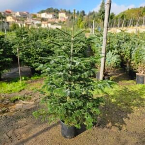 Abeto natural 150-175cm Repicado
