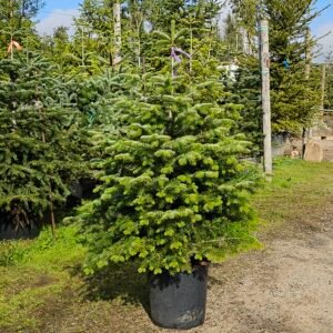 Abeto natural 125-150cm Cortado