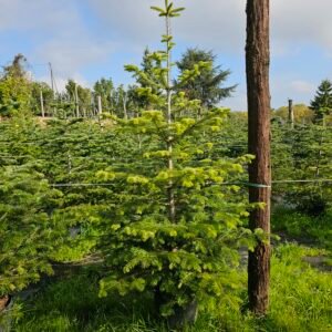 Abeto natural 225-250cm Cortado