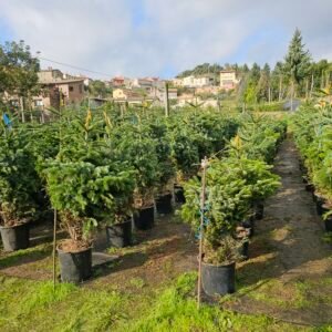 Abeto natural 75-100cm Enraizado