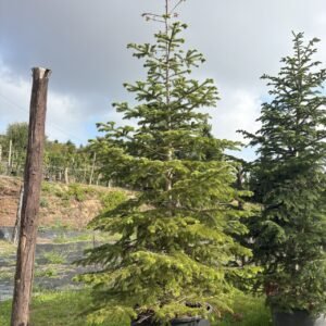 Abeto natural 300-350cm Enraizado