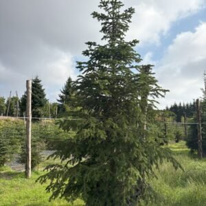 Abeto natural 350-400cm Enraizado