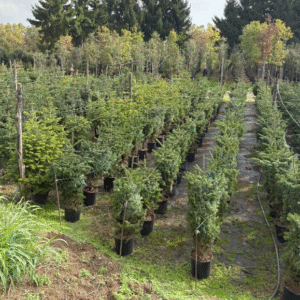 Abeto natural 75-100cm Repicado